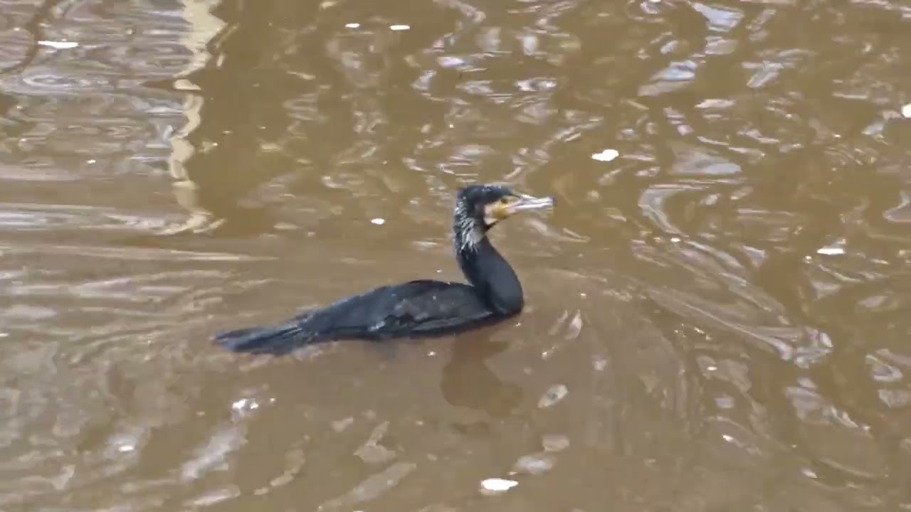 regge 2024