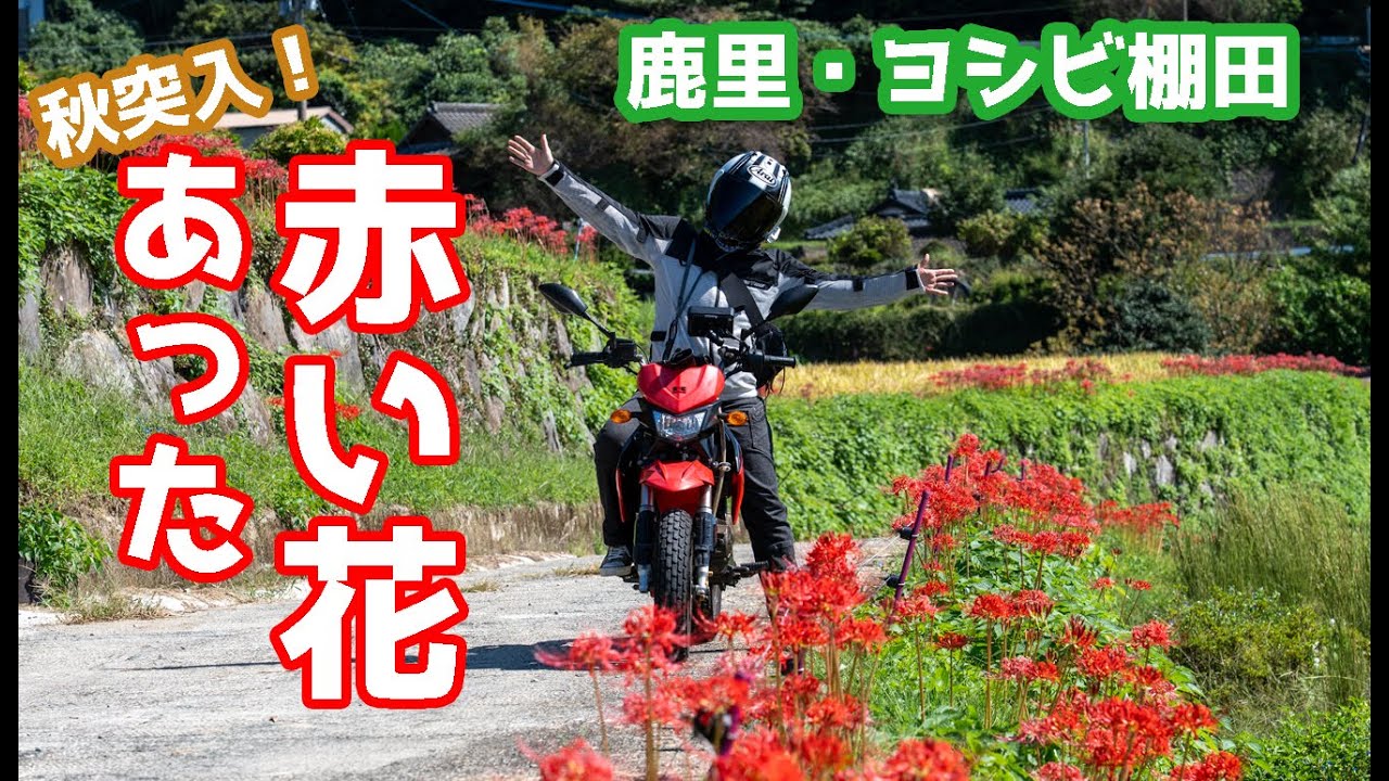 あった！秋の赤い花を見に行ってきた！2/3　鹿里棚田&ヨシビ棚田編！【夫婦ツーリング】