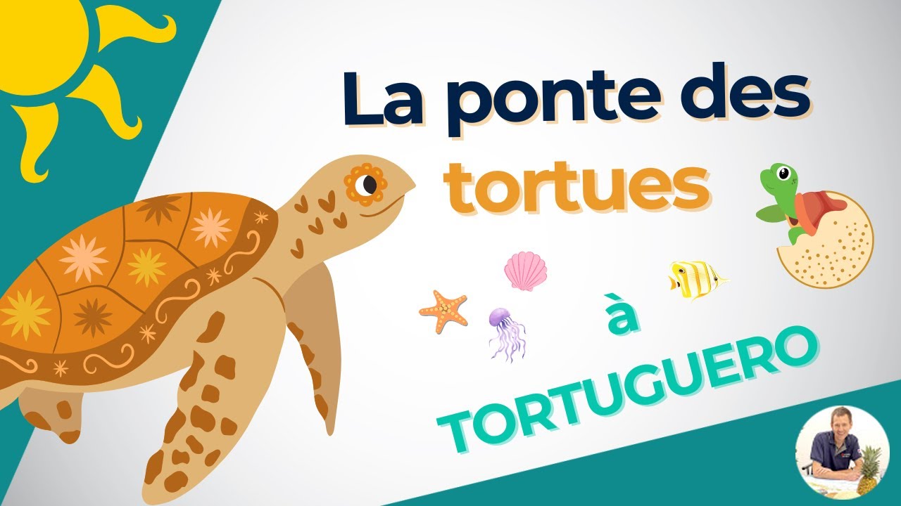 Ponte des Tortues &agrave; Tortuguero: Un Spectacle Unique ! 🐢