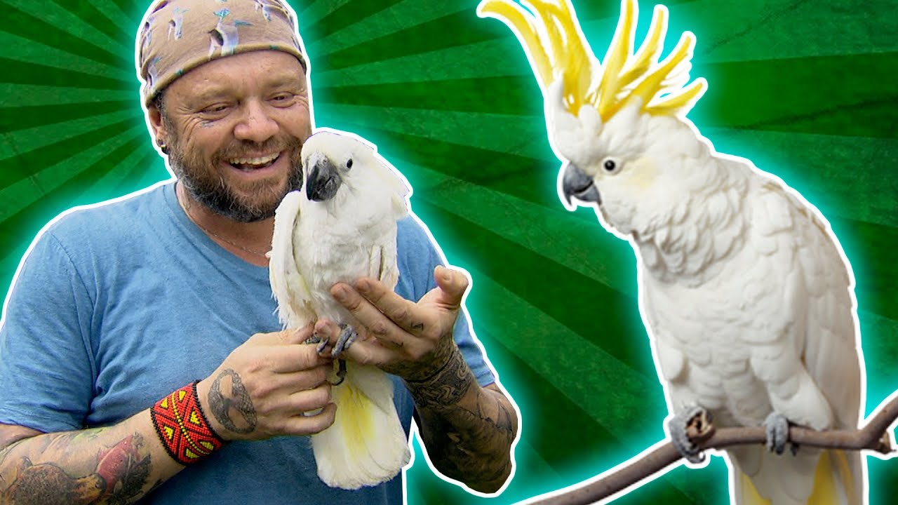 O PARAÍSO DAS AVES! | PARTE 1 | RICHARD RASMUSSEN