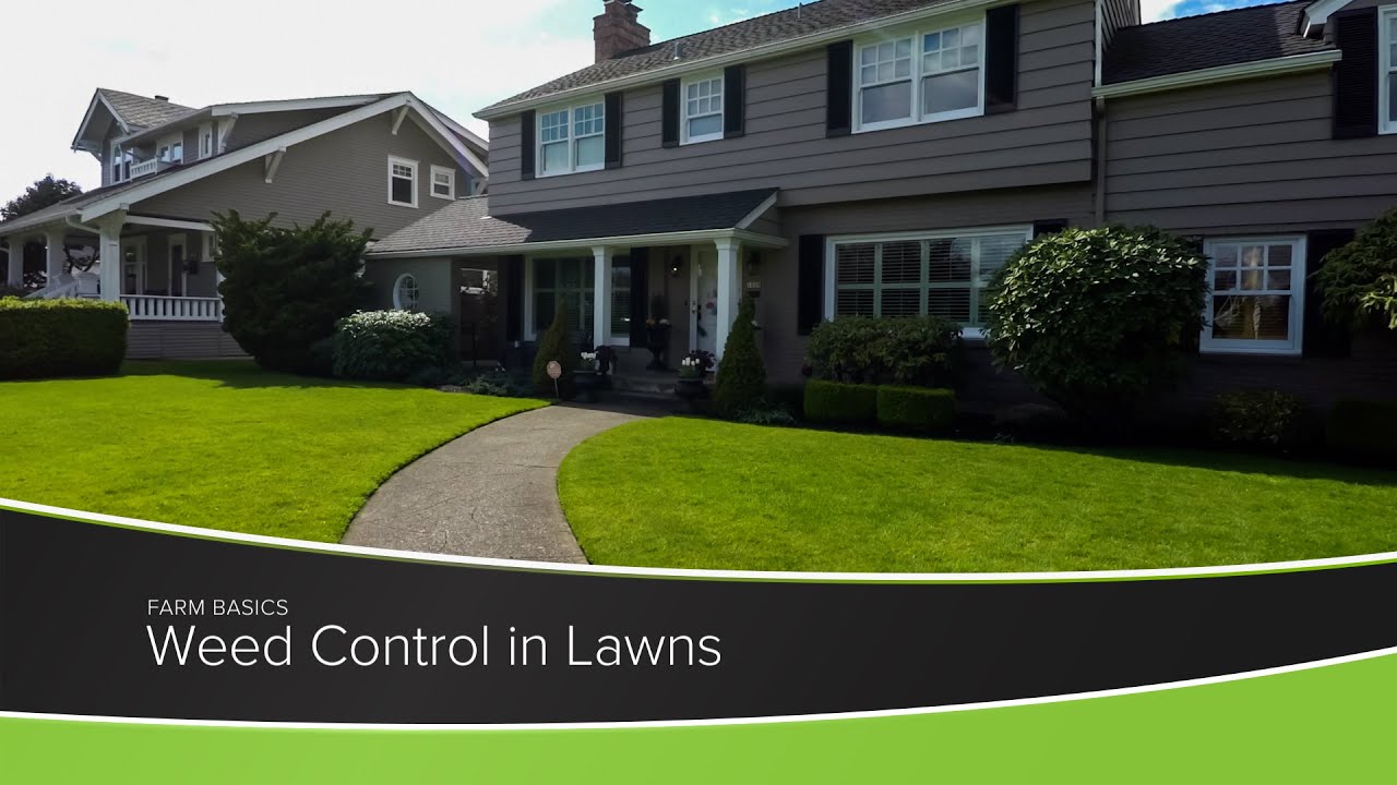 Weed Control in Lawns