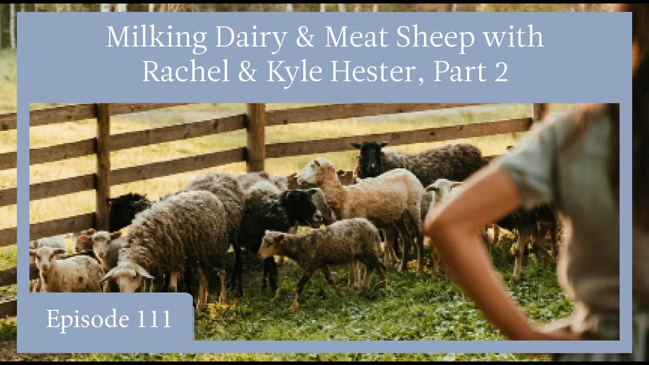 Episode 111 - Milking Dairy & Meat Sheep with Rachel & Kyle Hester, Part 2
