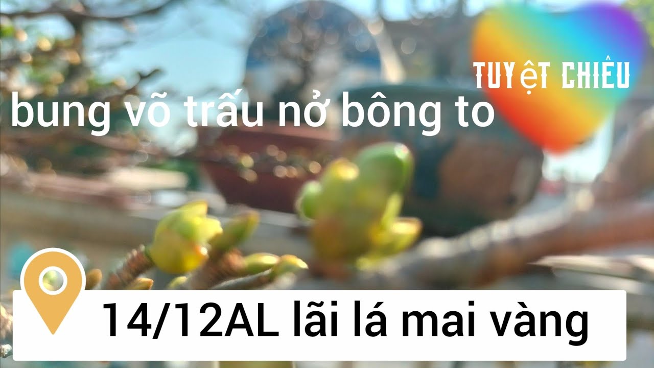 14/12AL lãi lá mai vàng, tránh làm héo bông nở không to 