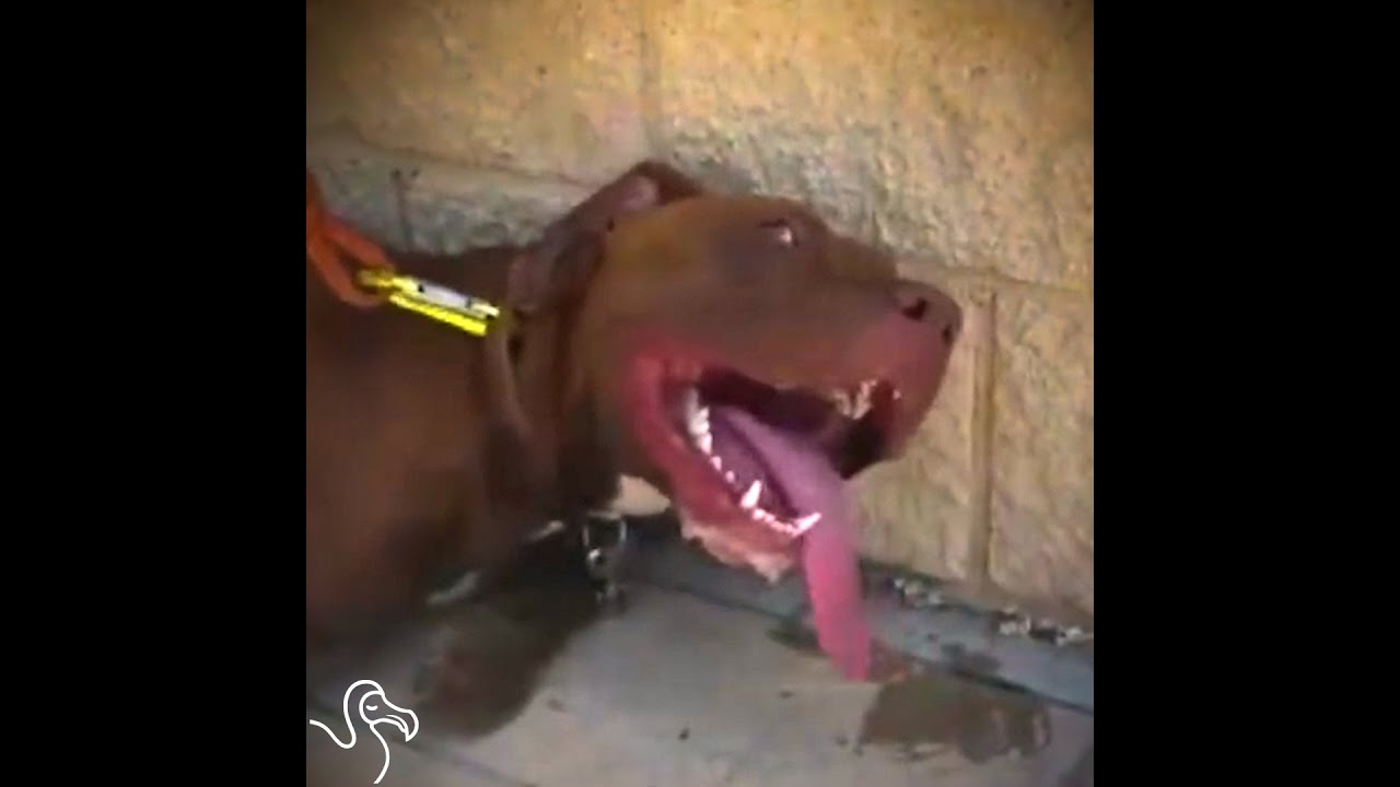 Cops Shatter Car Window To Save Dying Dog | The Dodo