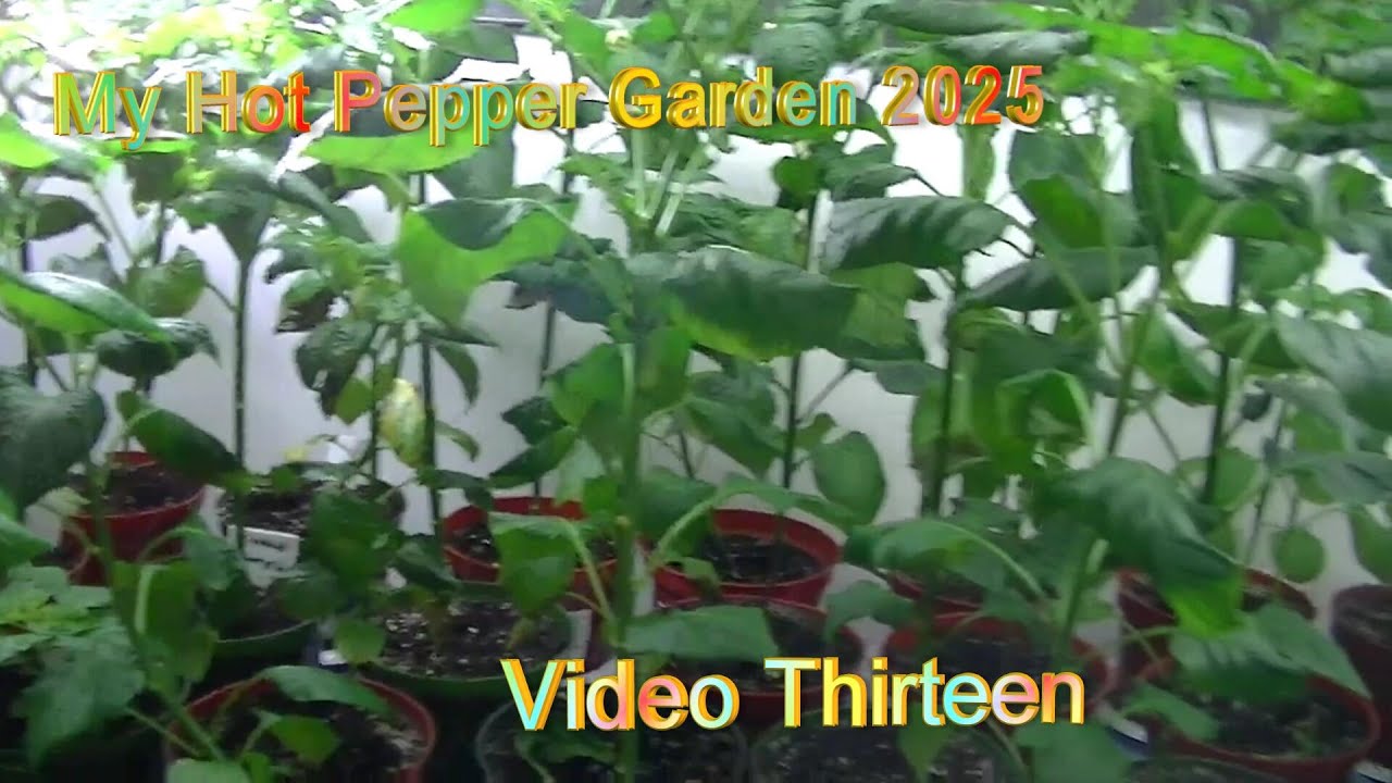 My Hot Pepper Garden - Video Thirteen - June 2025