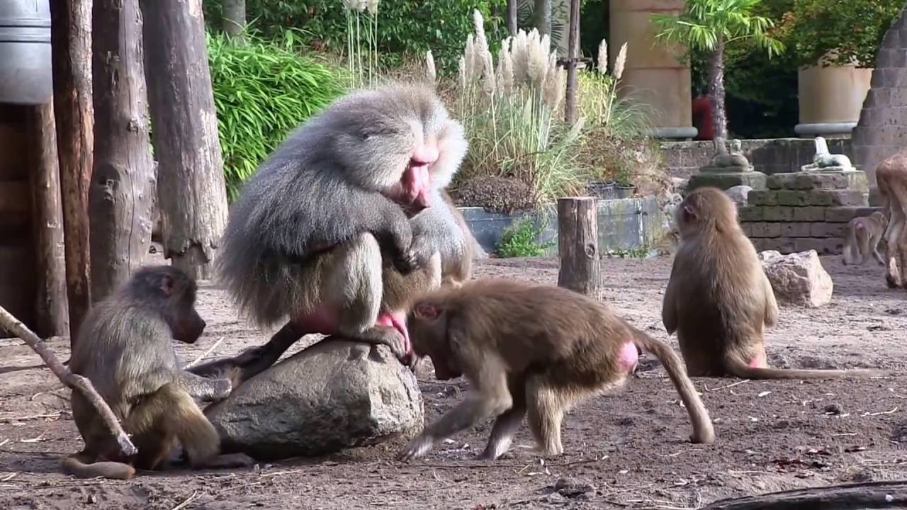 Dierenpark Amersfoort (zoo)