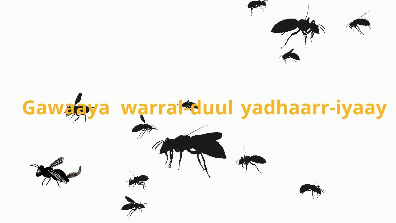 Gawaaya - Yuwaalayaay/Yuwaaliyaay