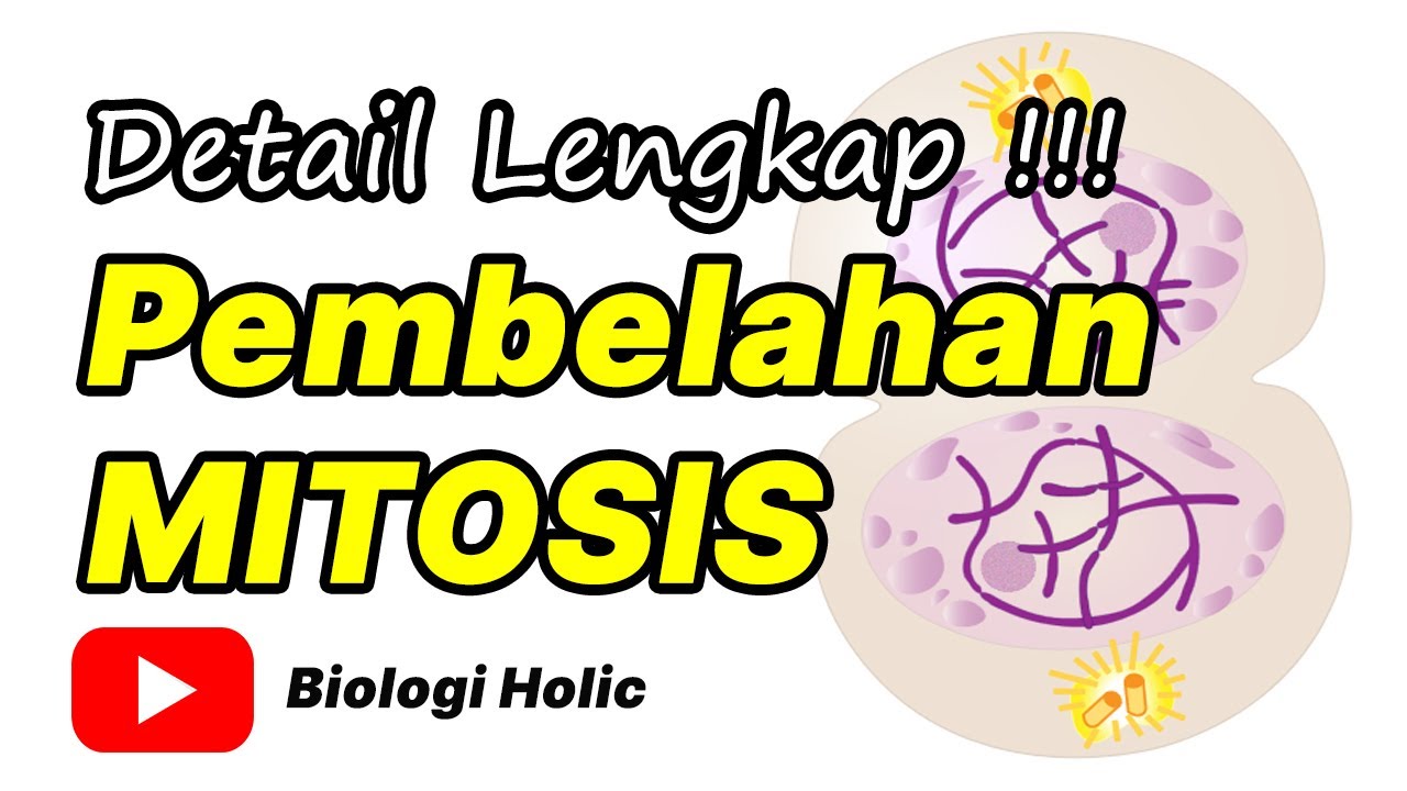 Pembelahan Mitosis dan Siklus Sel (Animasi)