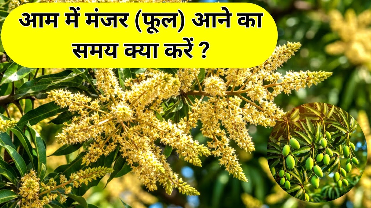 आम में मंजर आने के समय क्या करें | 2026 | #nayarojana 