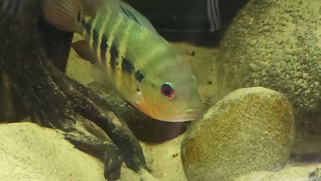 Amphilophus lyonsi 