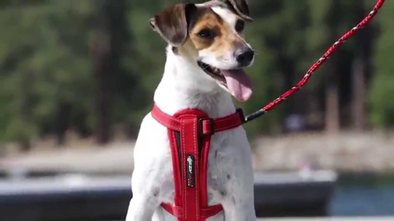 EzyDog Chest Plate Harness