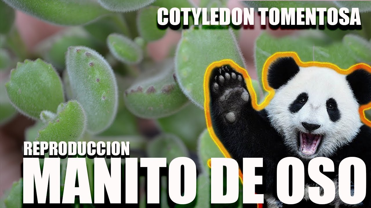 MANITO DE OSO - COTYLEDON TOMENTOSA - REPRODUCCION
