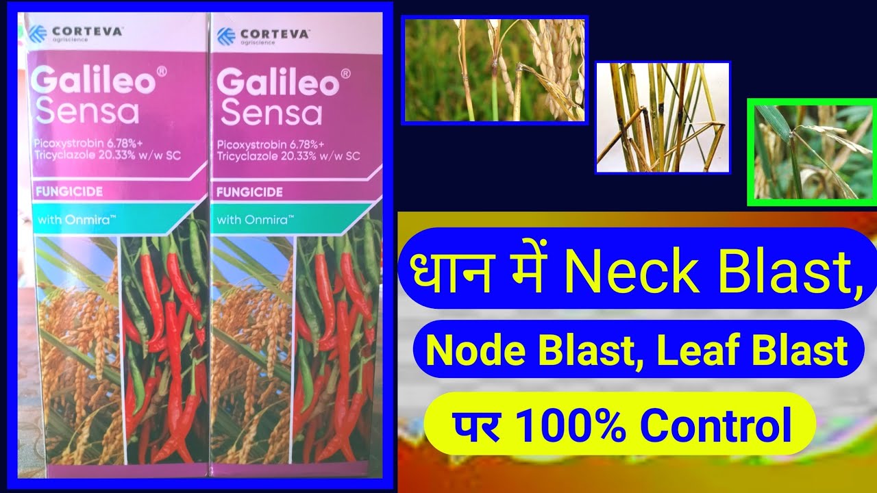 Galileo Sensa। Fungicide।Neck Blast, NodeBlast DirtyPenicle CortevaAgriscience Technical Agriculture