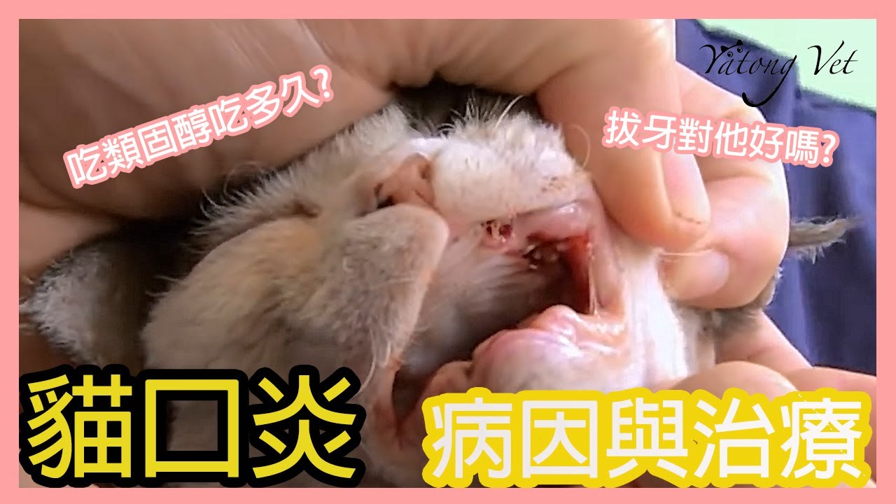 貓口臭?口炎與齒齦炎的治療關鍵｜牙痛獸醫看劇中