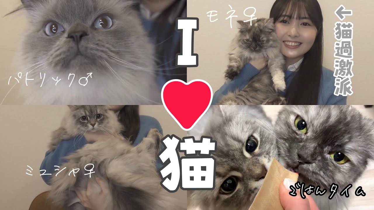 【癒しの10分間】頓知気の飼い猫大紹介！