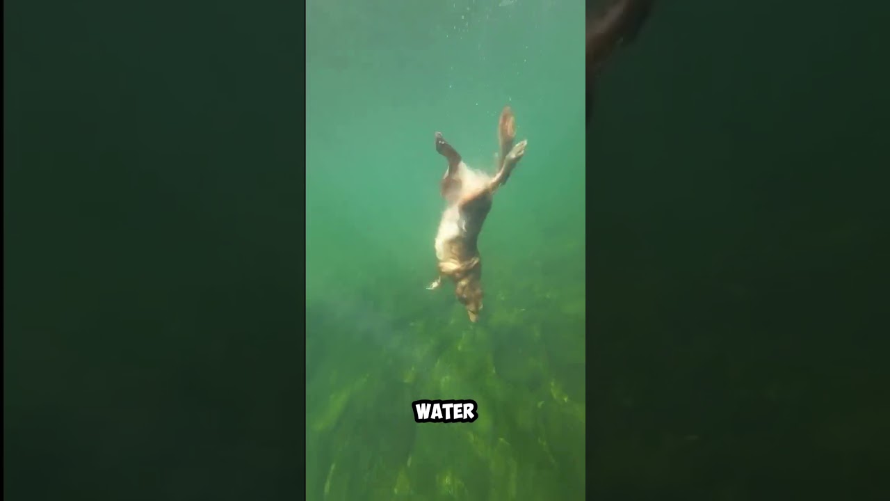 Diving Dog - Amazing Underwater Swimming