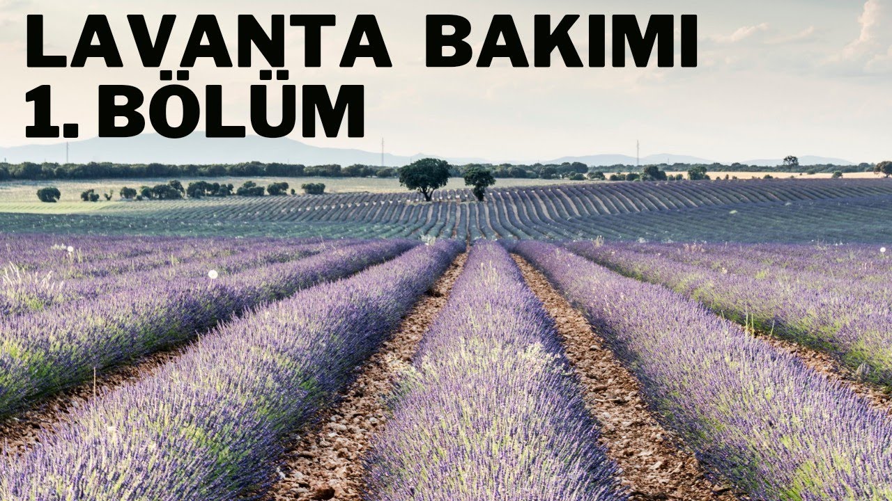 Lavanta Yetiştiriciliği | Lavanta Bakımı 1. B&ouml;l&uuml;m - Bilirkişi