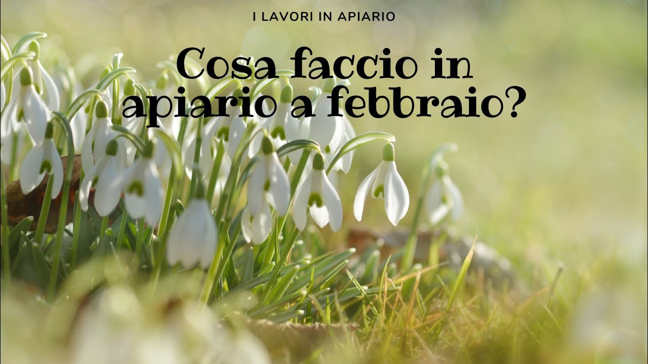 Febbraio 2021 - Cosa faccio in apiario?