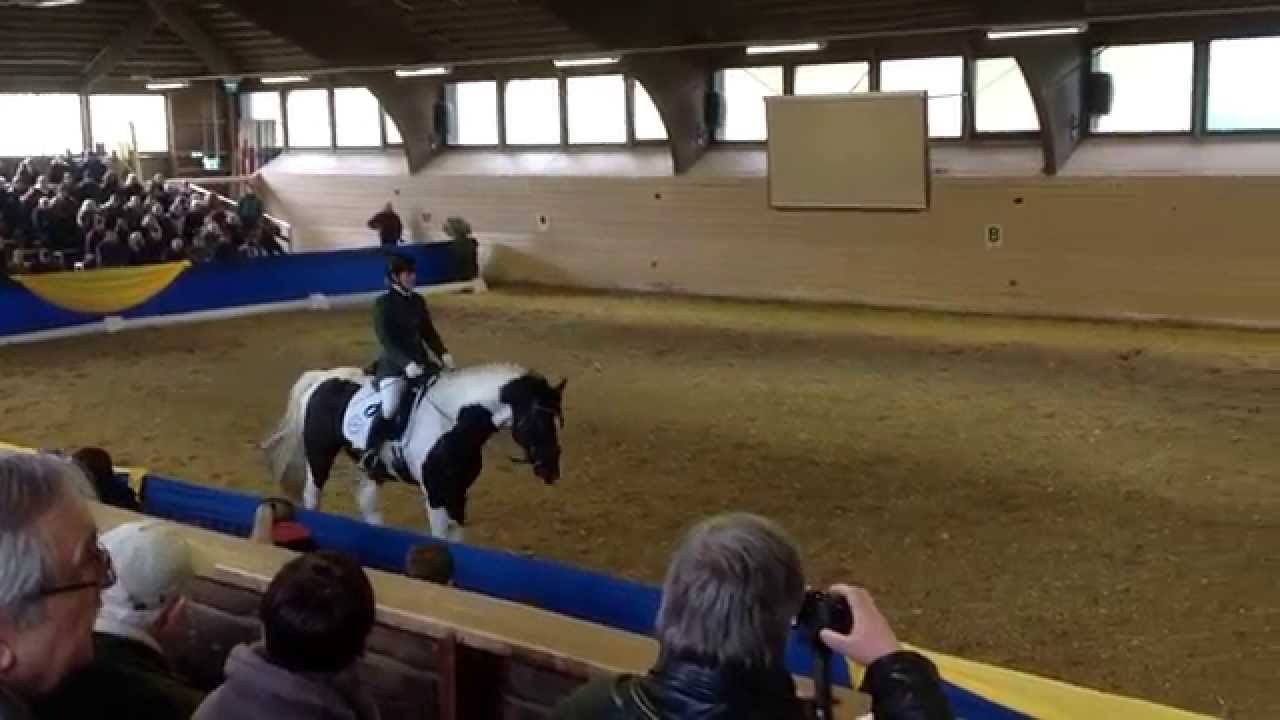 Matinee der Hengste Landgestüt Dillenburg 22.02.2015 Soel´rings Classix Royal