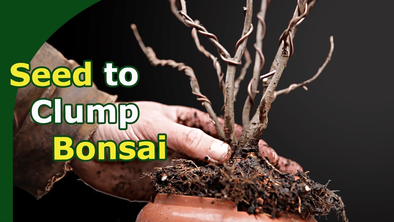 Elm Group From Seed (First Three years)