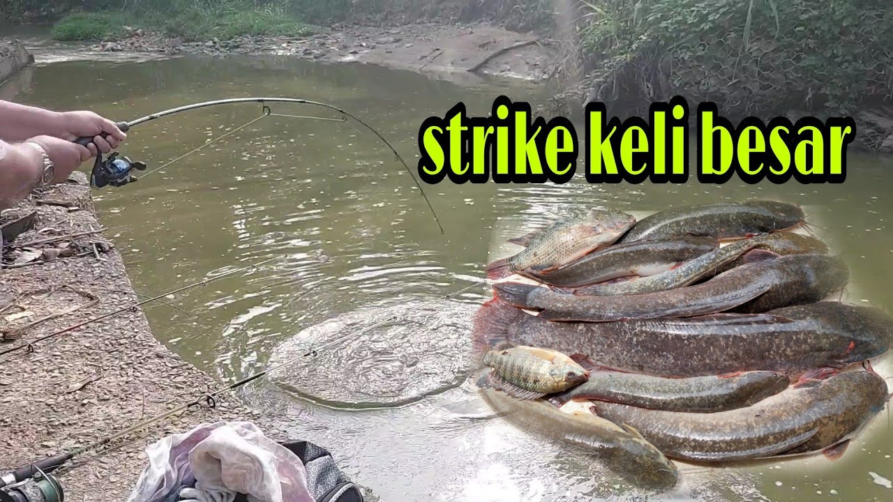 (EP:84)MEMANCING HASIL PADU STRIKE IKAN KELI BESAR