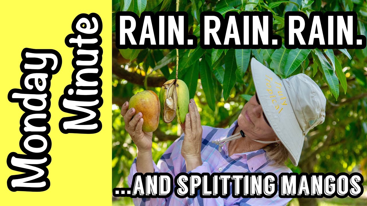 Monday Minute- Lots of Rain...Mango Splits!