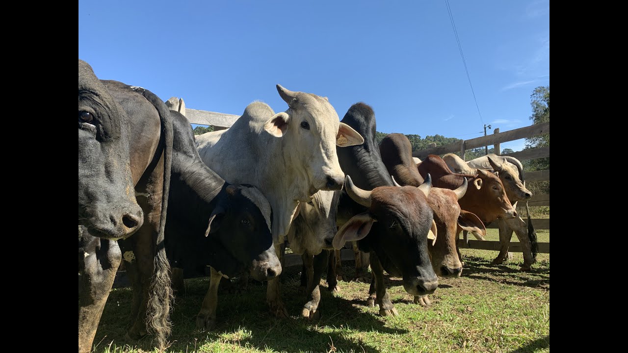 Transporte de Boiada na Serra da Balança
