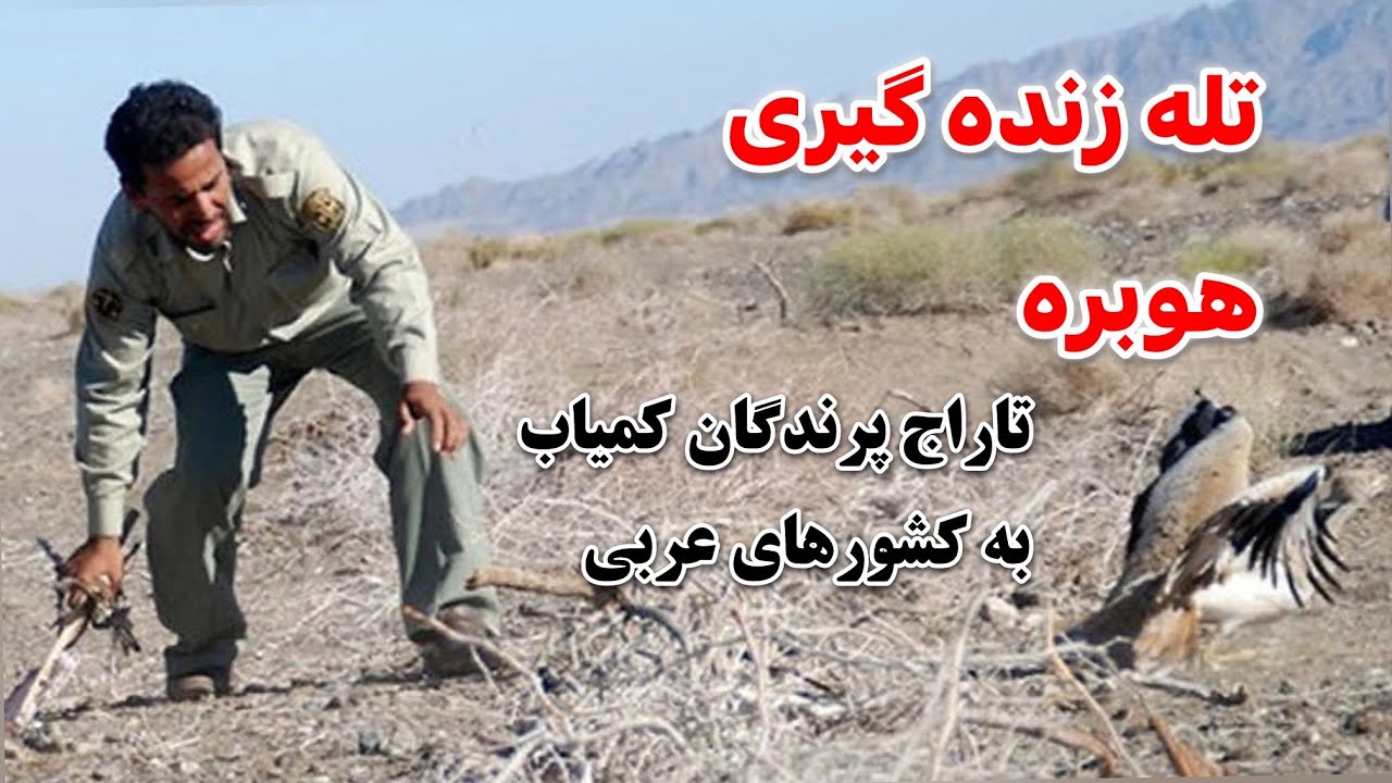 تله زنده گیری هوبره و تاراج پرندگان کمیاب ایران به کشورهای عربی