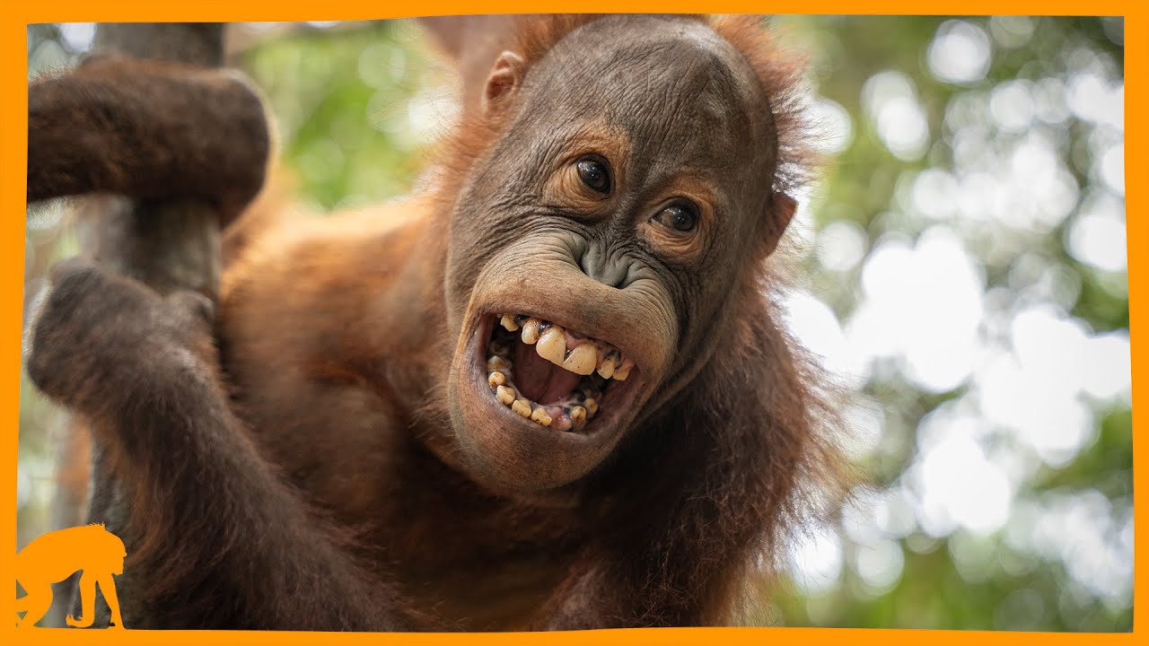 Orangutans Having a Fantastic Time in Forest School