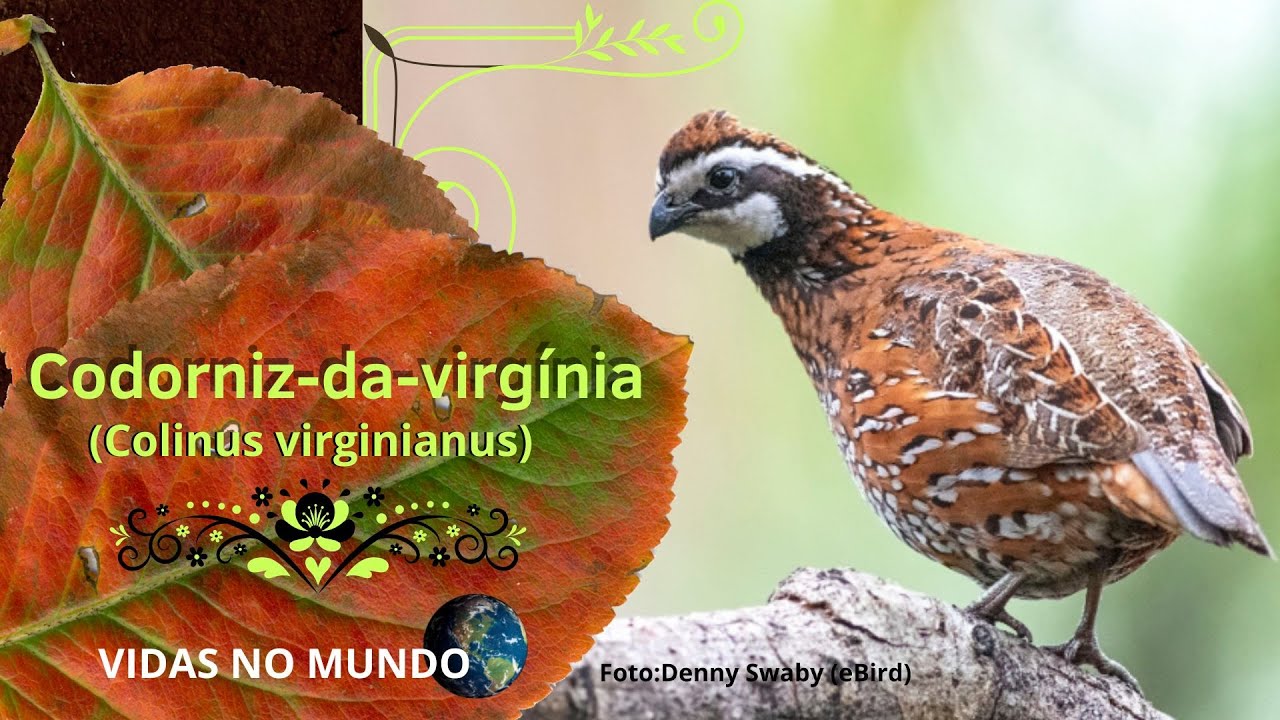 Codorniz-da-virgínia (Colinus virginianus)