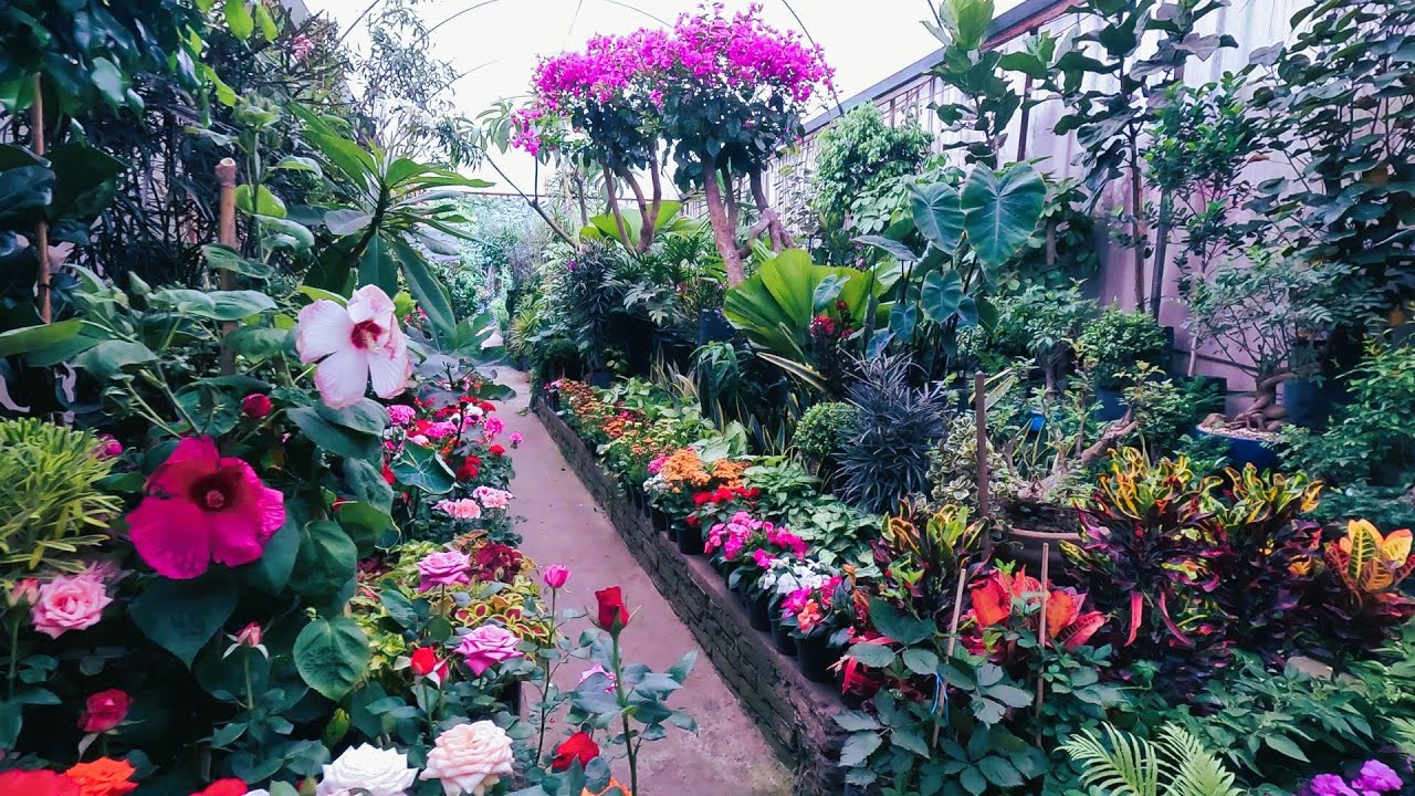 Un paseo por el mercado de plantas y flores en Viveros Coyoacán Ciudad de México 🇲🇽