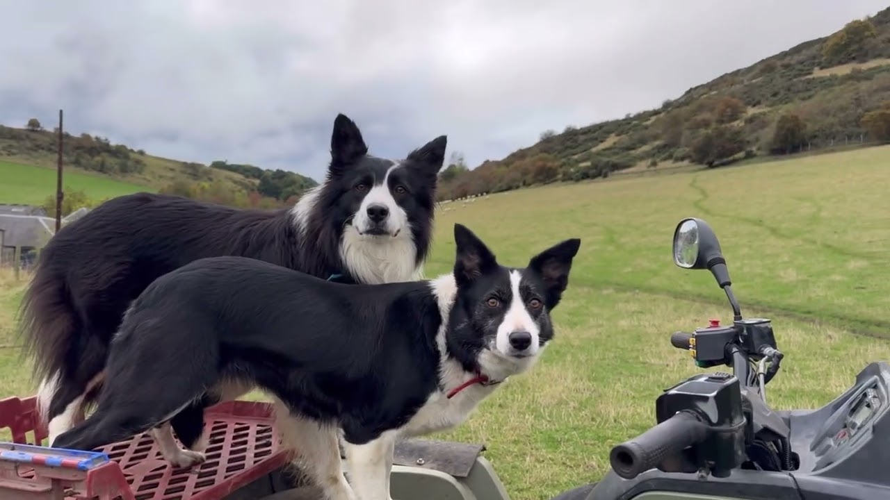 Two border collies work together to herd sheep 