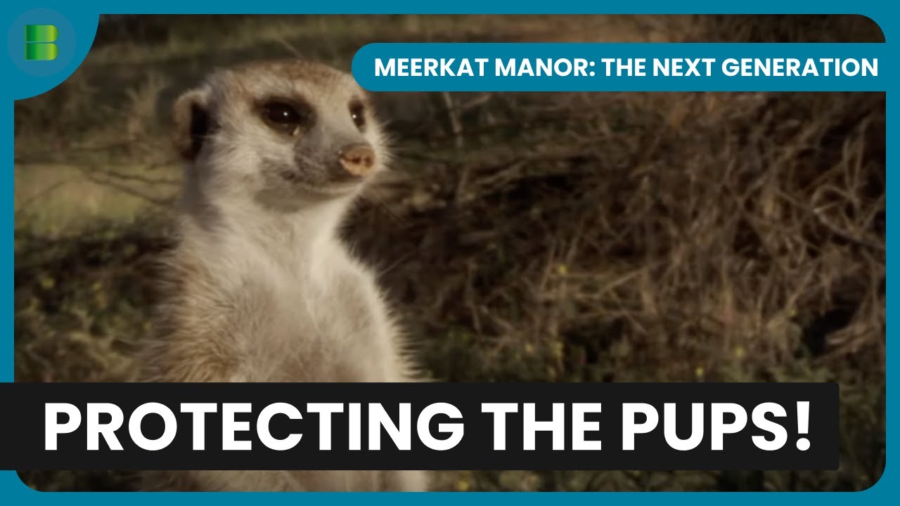 Defending The Pups From An Intruder | Meerkat Manor: The Next Generation