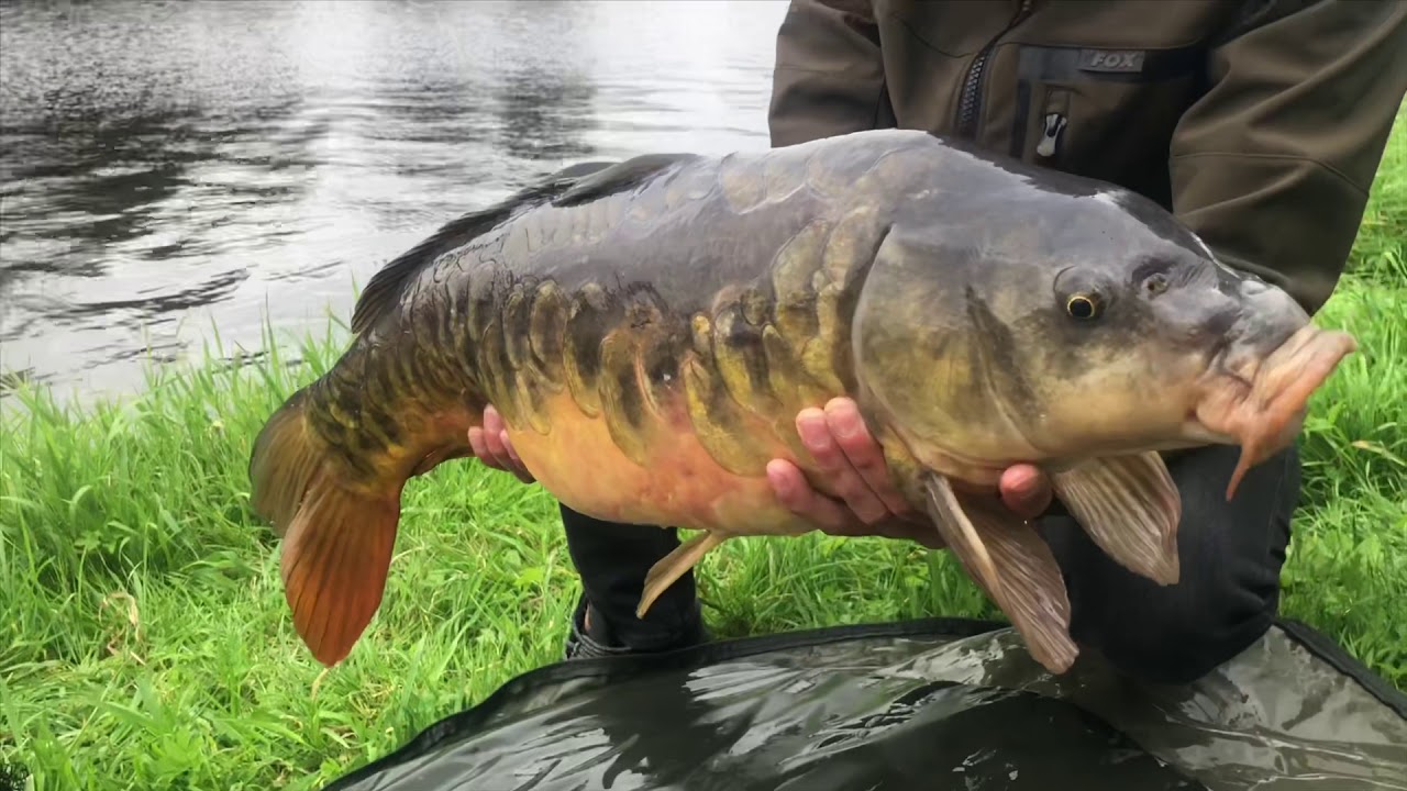 DAGSESSIE KARPERVISSEN  SPAARNE MET PRACHTIGE SPIEGEL