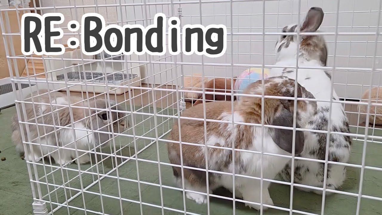 Rebonding〜決裂したうさぎ同士を仲良くする方法#1441