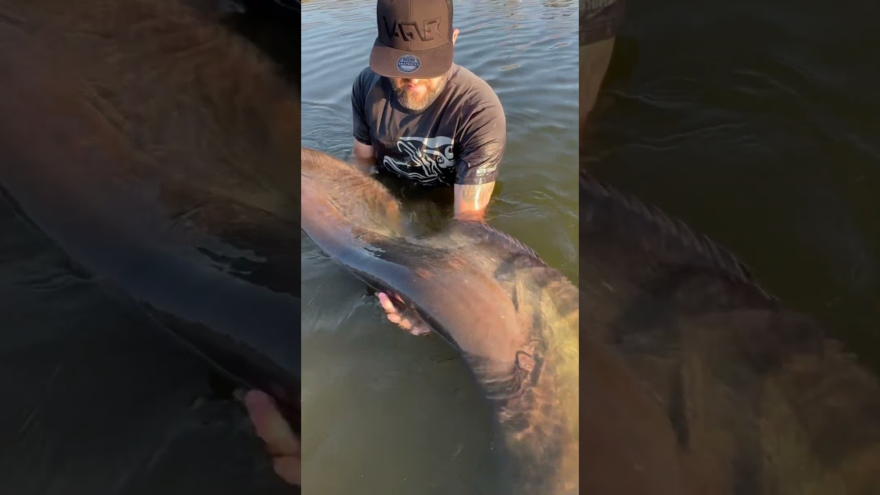 #vagnerfishing #catfish #fishing