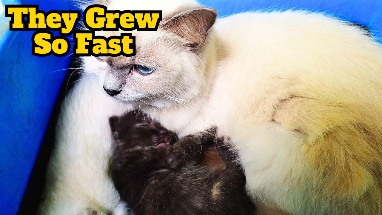 Месяц назад они были совсем крошечными… Посмотрите, какие они сейчас!