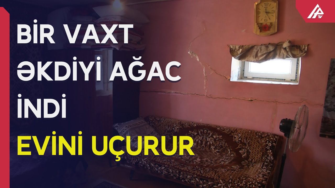 Ağac əkdi ki,  kölgəsində otursun, indi evi dağılır: “Tutulsam da, kəsəcəm” – APA TV