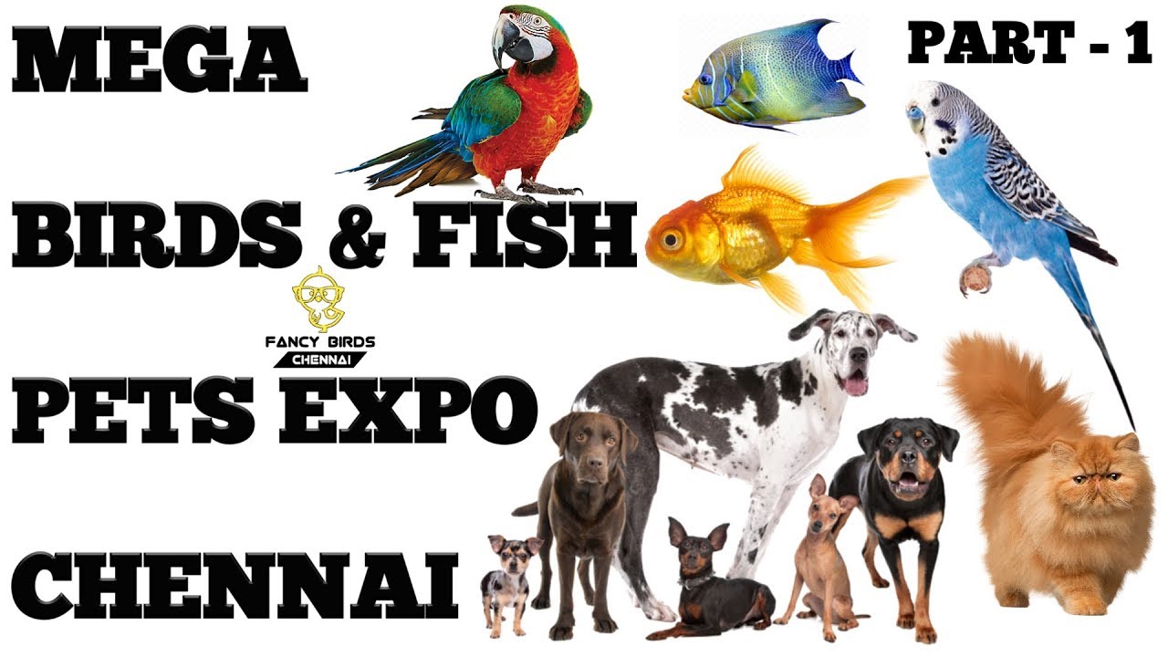 Mega Birds | Fish | Pet Expo | Madhavaram | chennai | Part-1 | fancy birds chennai