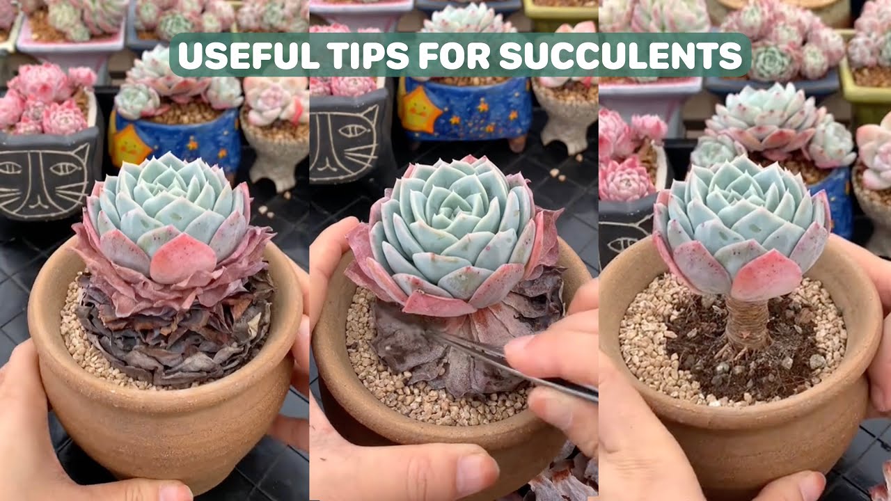 Useful Tips For Succulents - Part 83 | 多肉植物 | 다육이들 | Suculentas