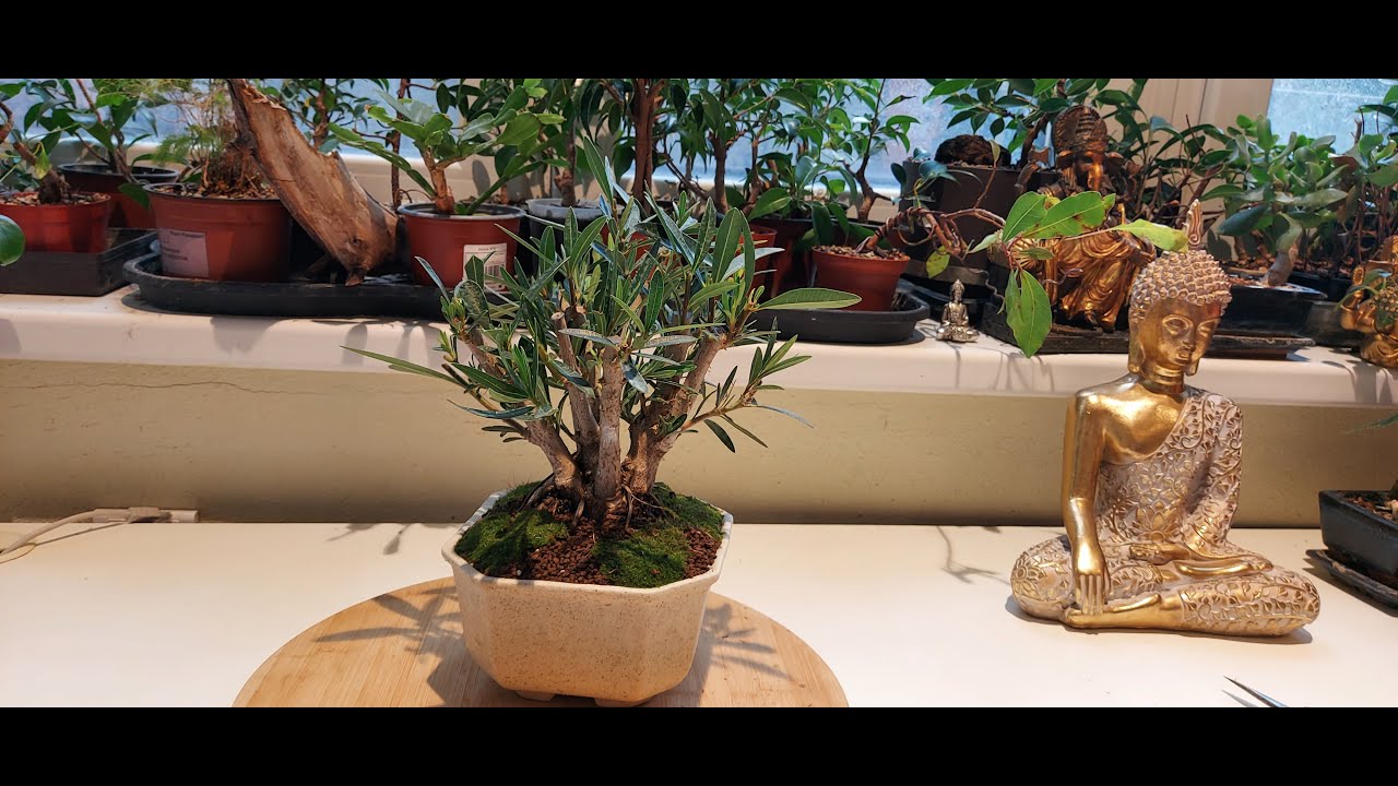 Oleander clump style bonsai tree