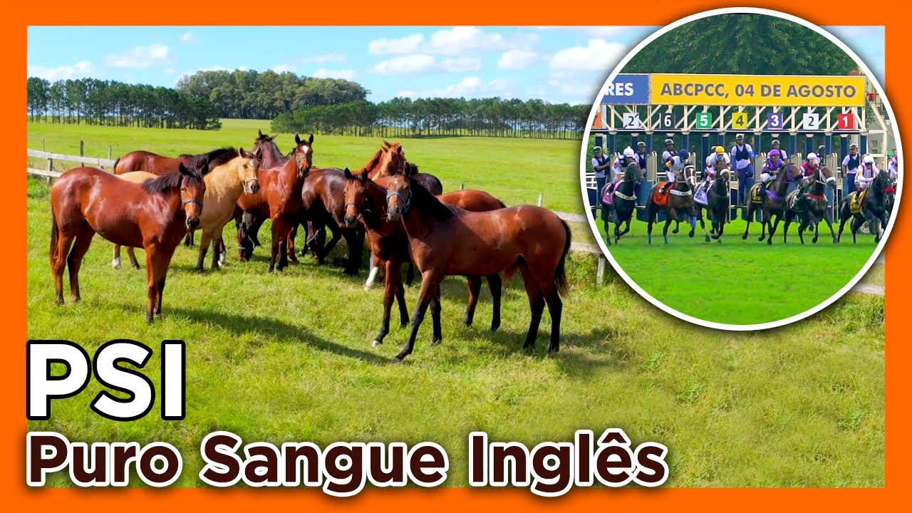 PURO SANGUE INGLÊS- Haras Bagé do Sul