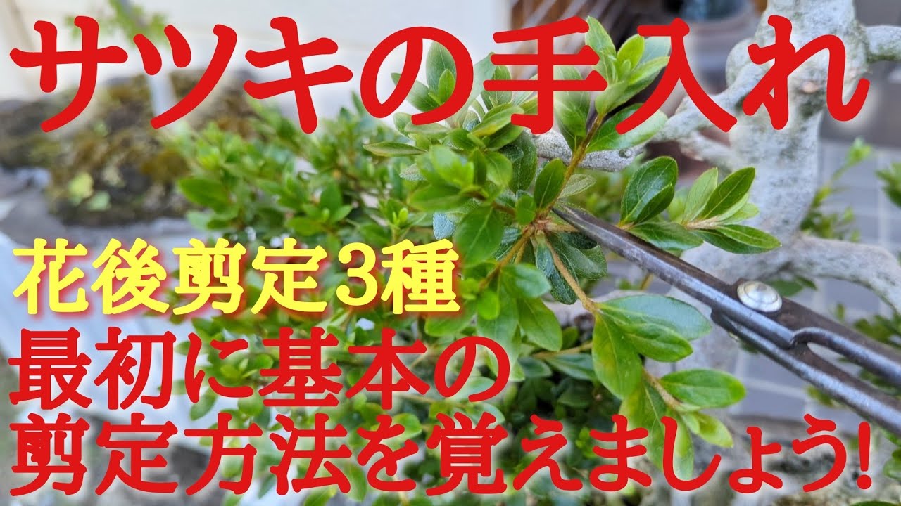サツキの手入れ花後剪定３種最初に基本の剪定方法を覚えましょう!