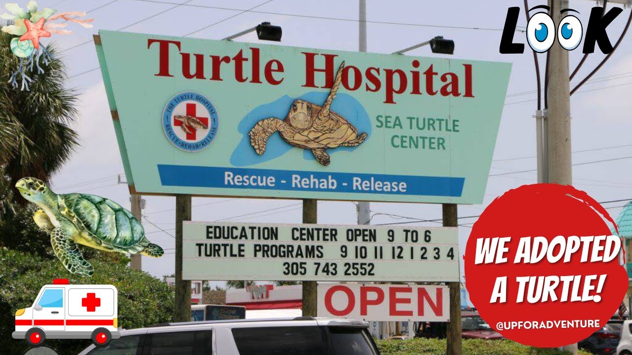 The Turtle Hospital in Marathon, FL - We adopted a turtle!