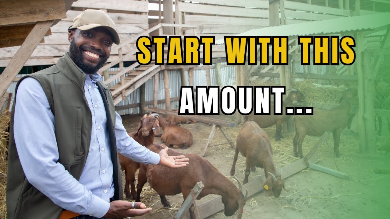 HOW TO START A SUCCESSFUL LIVESTOCK FARM AS A BEGINNER IN AFRICA 2024