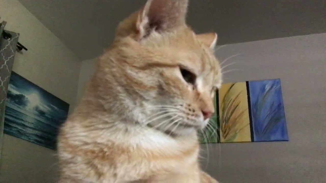 Adorable cute Kiki is cat cute