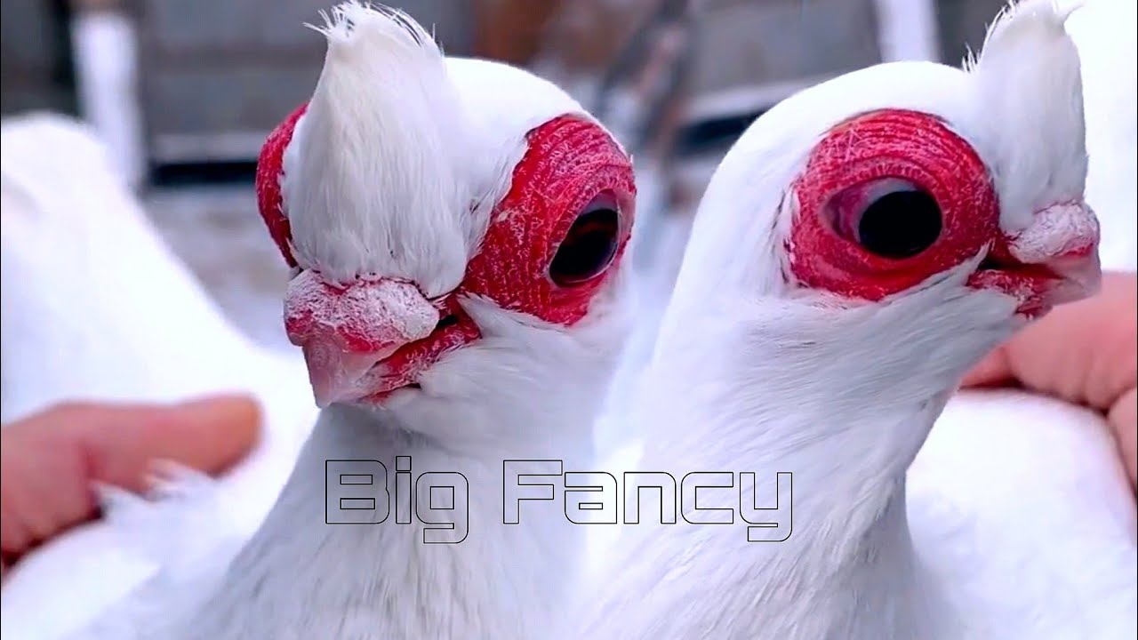Beautiful Fancy Pigeons: Best Breeds & Farm Footage Compilation. Fancy pigeon video. 