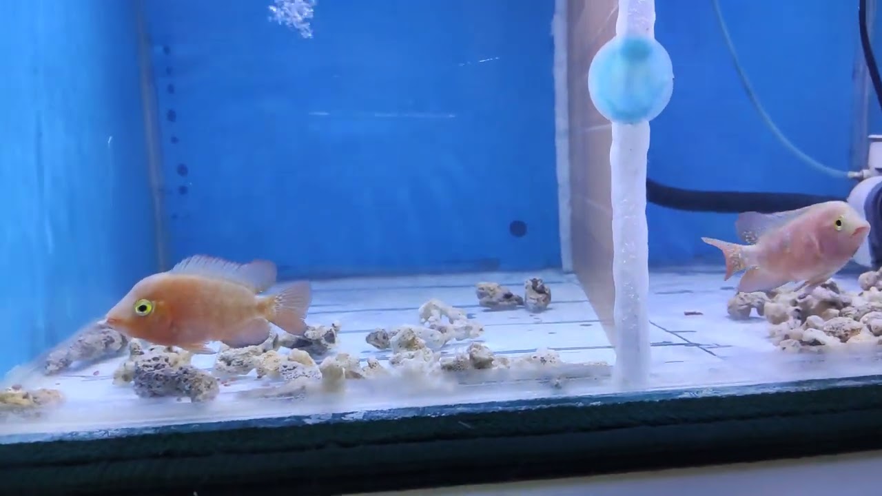 Burayak ikan louhan SRM(Super Red Monkey) ori thailand size 4-5 cm prediksi Male.