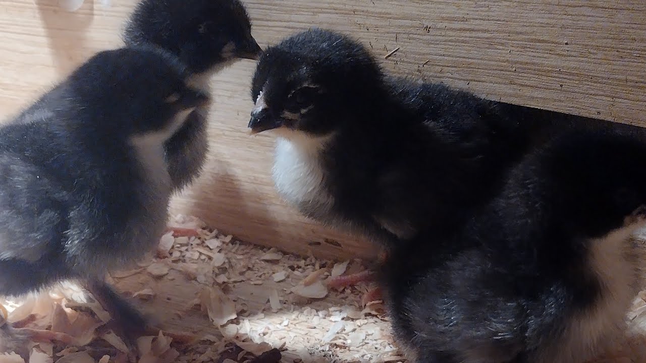 Happy chickens [ 🐥los chikis de yoyis] is live! million dollar 💰 baby chicks 💞 good morning