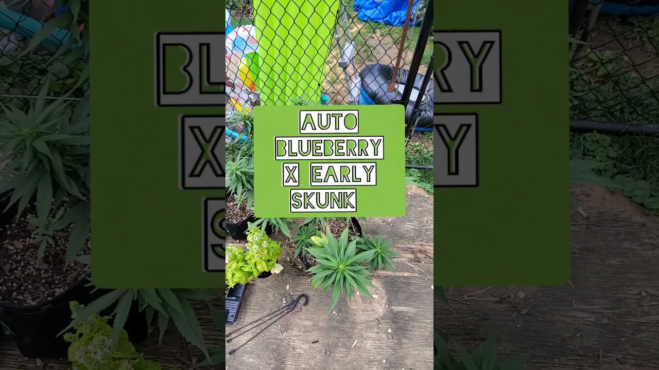 JUNE 27, 2021. GBAY GENETICS OUTDOOR UPDATE